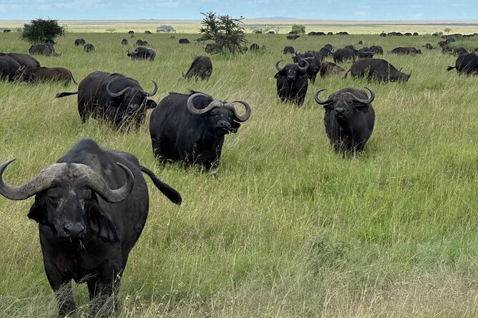 Classic 4-Day Tanzania Safari: Tarangire, Serengeti & Ngorongoro - Serengeti game drives twice a day, plus a walking safari