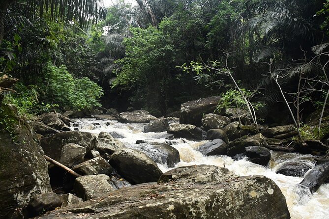 Climb Kilimanjaro - Lemosho Route 7 Day Climb - The Lemosho Glades route: why it feels different from the start