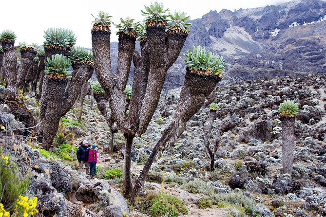 Climb Mount Kilimanjaro: 7 Days Machame Route - Key Highlights to Know Before You Go
