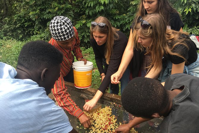 Coffee tour and Buffet Lunch with Kingstone Asilia (Arusha) - Key things to know before you go