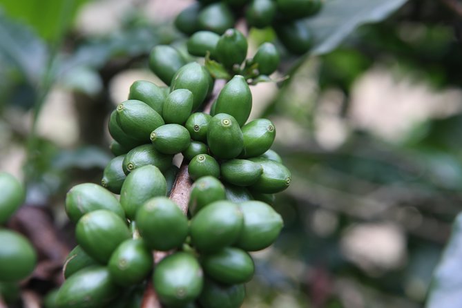 Coffee walk day trip - Coffee in Arusha Starts With a Village Walk