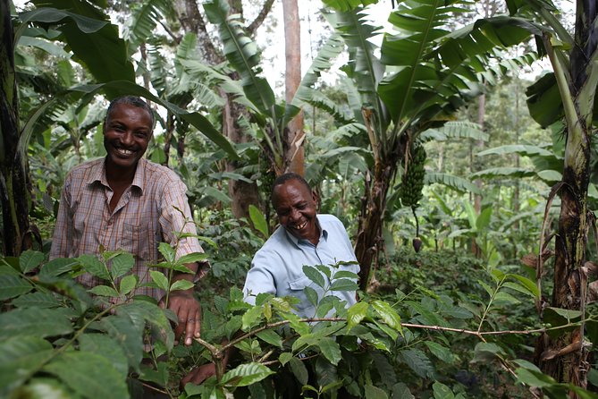Coffee walk with stay in the village - From Arusha to a coffee village, starting with a 17:00 pickup