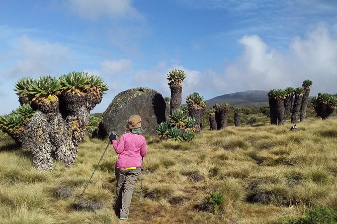 Conquer Kilimanjaro: 5-Day Marangu Route Adventure - Day 3, Horombo to Kibo Hut: Alpine Desert and a Focus on Saving Energy