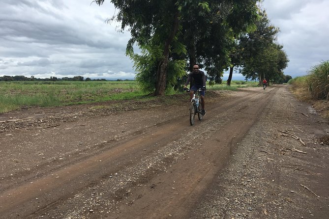 Cycling through the TPC plantations - Sugarcane fields and village roads toward the TPC Club