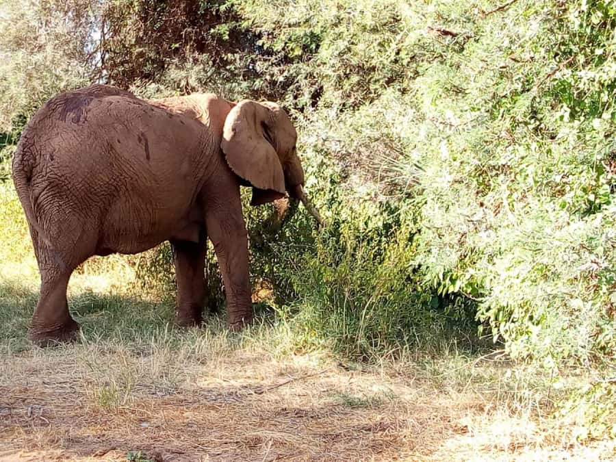 Dar el Salam: Full-Day Mikumi National Park Tour - Key Points to Know Before You Go