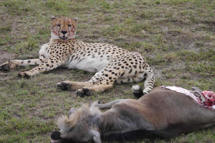 Dar el Salam: Full-Day Mikumi National Park Tour - The Day’s Pace: Drive In, Safari For Hours, Lunch, Safari Again