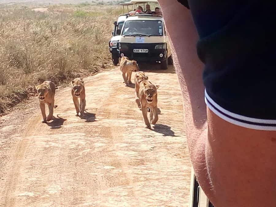 Dar el Salam: Full-Day Mikumi National Park Tour - Price and Logistics: What $430 Includes, and What Costs Extra