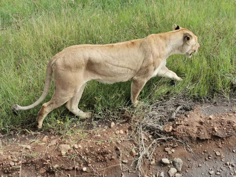 Dar el Salam: Full-Day Mikumi National Park Tour - Practical Packing and Rules That Keep the Day Smooth