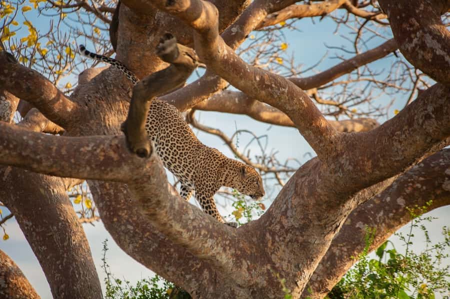 Dar el Salam: Full-Day Mikumi National Park Tour - Should You Book This Mikumi National Park Tour?