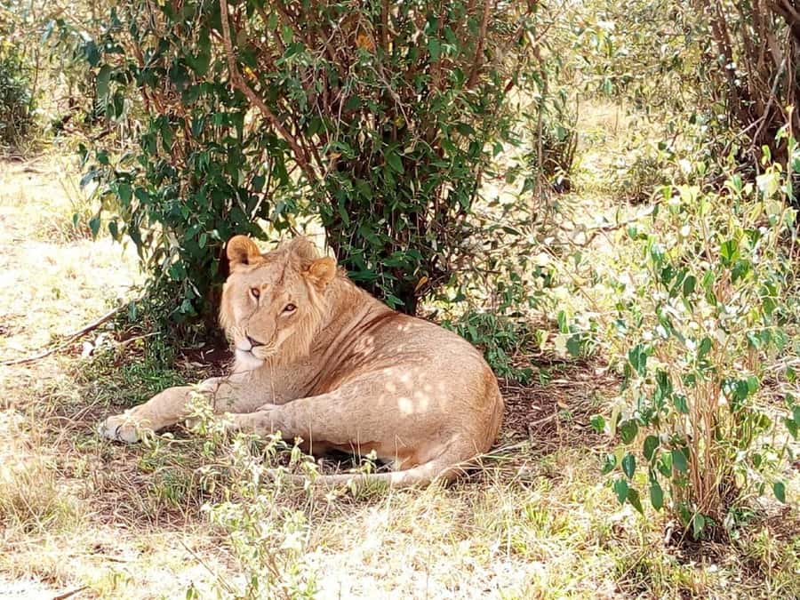 Dar el Salam: Full-Day Mikumi National Park Tour - The Jeep Safari Style: Open Roof, Better Photos, Real Game-Spotting