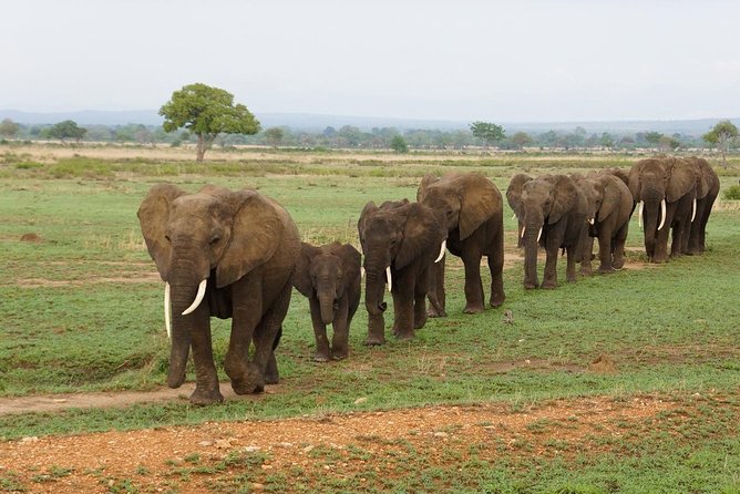 Dar Es Salaam: Day Trip Safari to Mikumi National Park by Train - Key highlights worth knowing