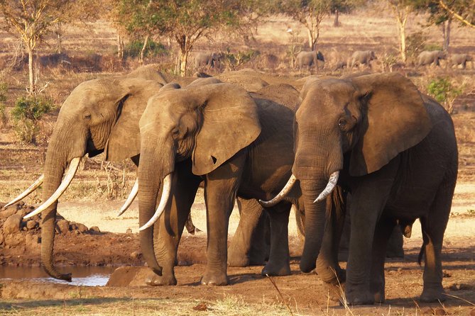 Dar Es Salaam: Day Trip Safari to Mikumi National Park by Train - Mikumi National Park, done as a long but focused day