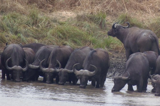 Dar Es Salaam: Day Trip Safari to Mikumi National Park by Train - Afternoon game drive: floodplains, hippo pools, and the little Serengeti feel