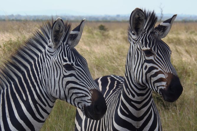 Dar Es Salaam: Day Trip Safari to Mikumi National Park by Train - What you actually get for the price, and when it’s a smart deal