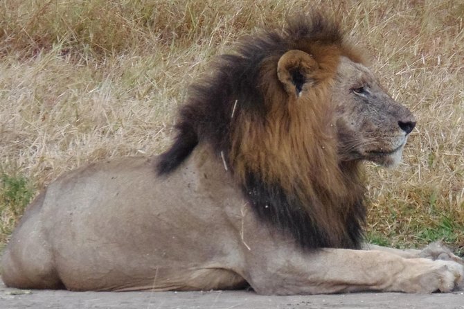 Dar Es Salaam: Day Trip Safari to Mikumi National Park by Train - Who this tour fits best in your Tanzania plan