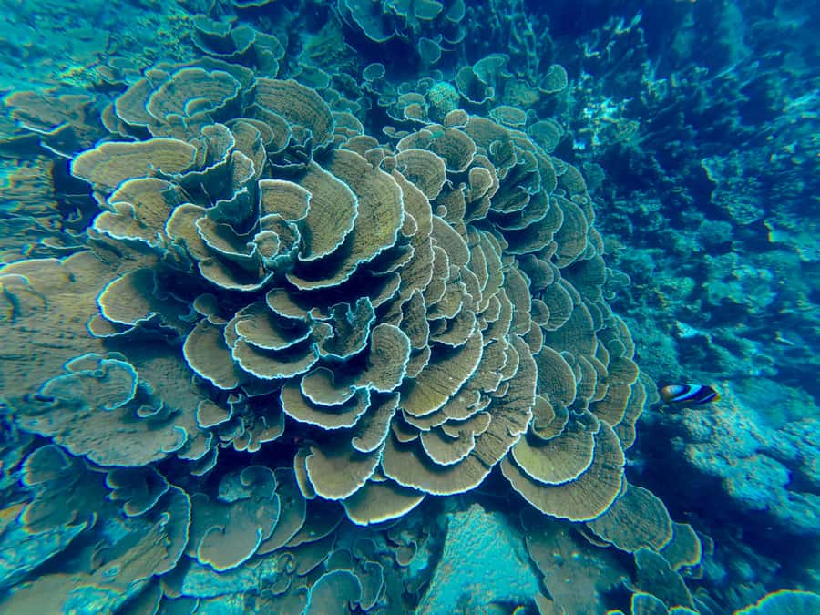 DAR ES SALAAM: MBUDYA ISLAND SNORKELING TOUR & BEACH VIBES - Price, Inclusions, and Why $130 Can Make Sense