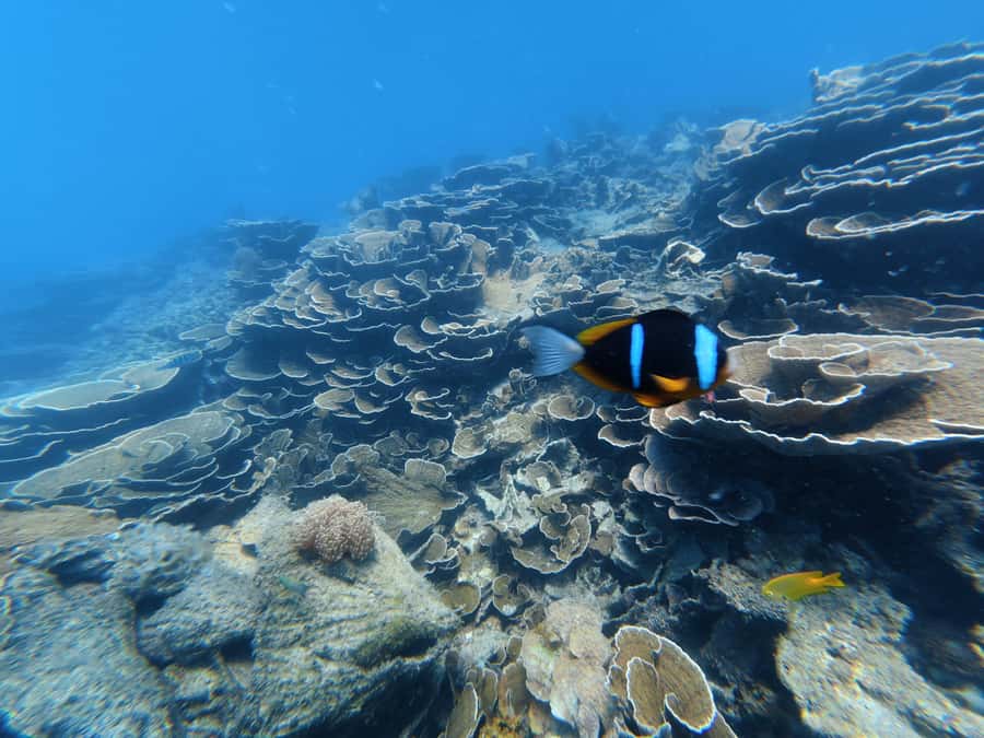 DAR ES SALAAM: MBUDYA ISLAND SNORKELING TOUR & BEACH VIBES - Quick, Practical Tips Before You Go