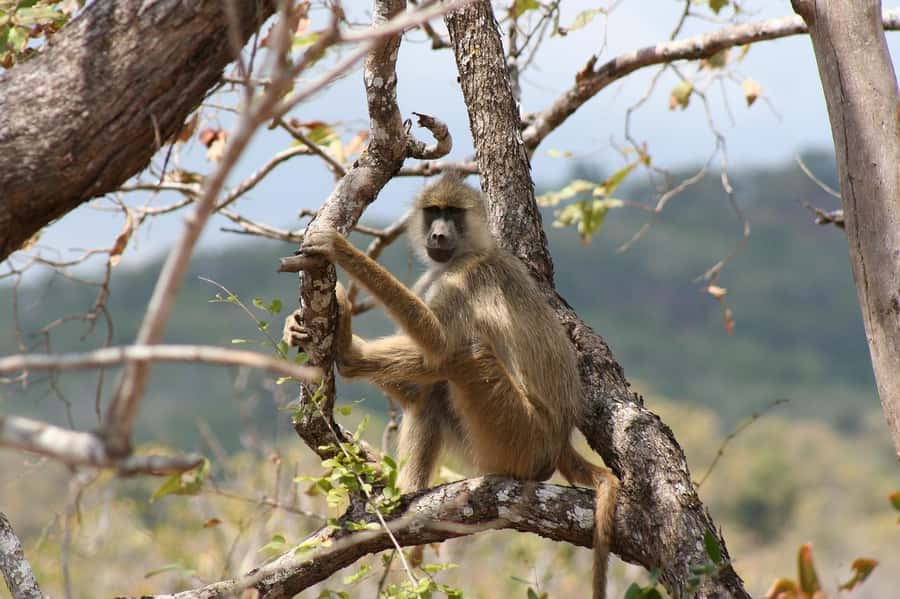 Dar es Salaam: Mikumi National Park Day Trip with Lunch - Key Highlights Worth Planning For