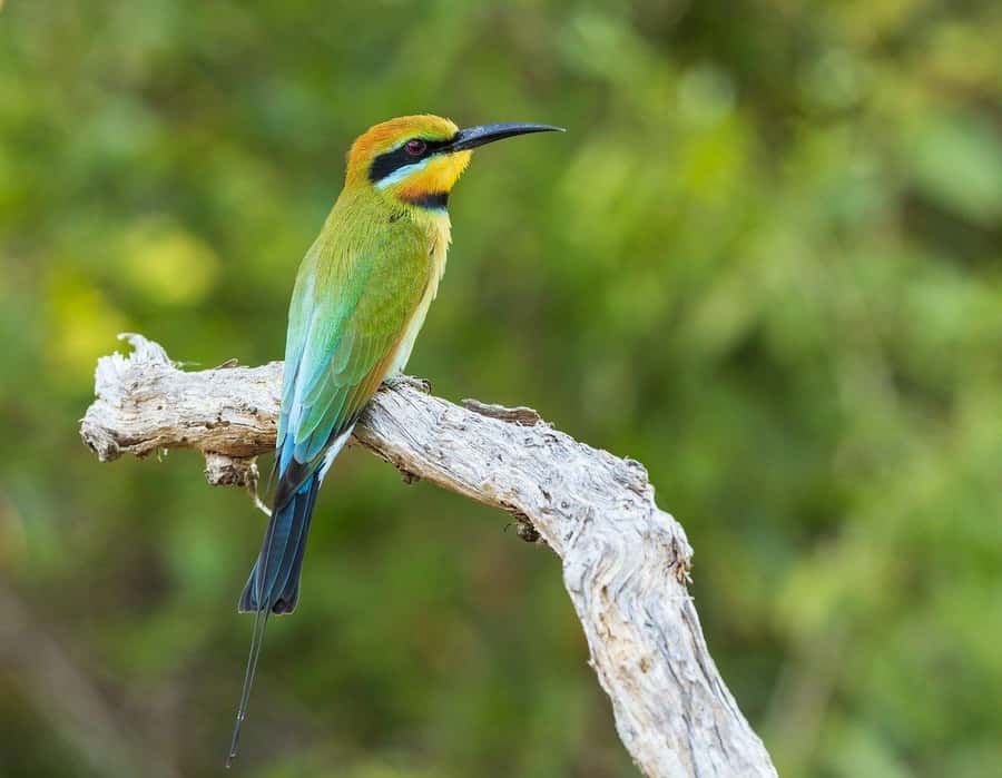 Dar es Salaam: Mikumi National Park Day Trip with Lunch - Wildlife Expectations That Make Sense for One Day