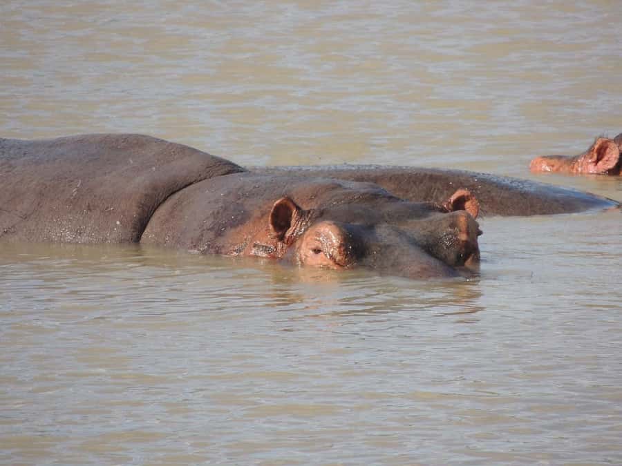 Dar es Salaam: Mikumi National Park Day Trip with Lunch - Price and Value: What $304 Per Person Gets You