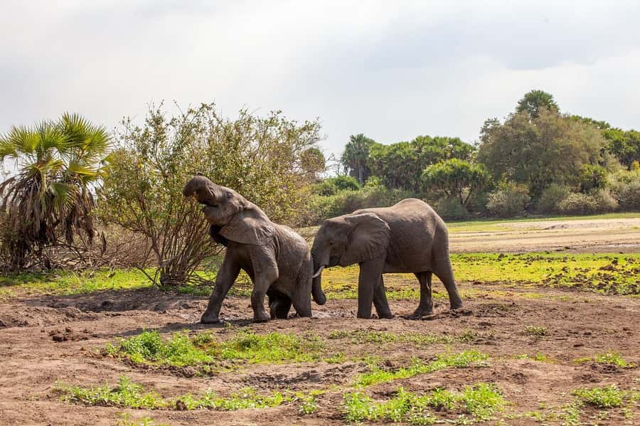 Dar es Salaam: Mikumi National Park Day Trip with Lunch - Who This Day Trip Suits Best