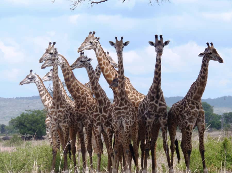 Dar es Salaam: Mikumi National Park Day Trip with Train Ride - Lunch inside the park: a break that keeps the day moving
