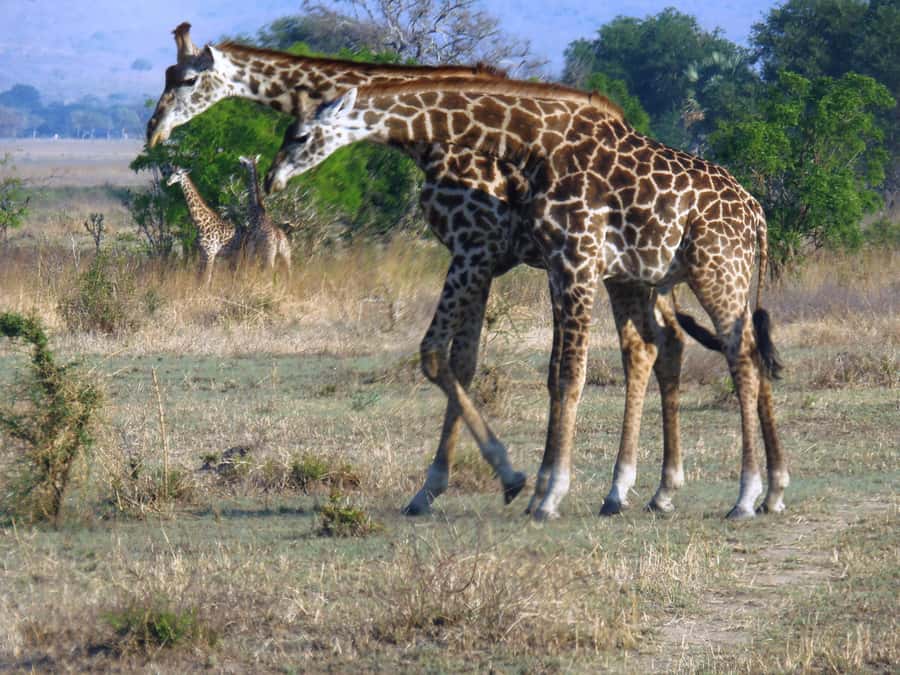 Dar es Salaam: Mikumi National Park Day Trip with Train Ride - The late afternoon return and the 7:18 PM train plan