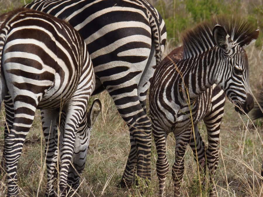 Dar es Salaam: Mikumi National Park Day Trip with Train Ride - English guide, private group, and what you gain from the human touch