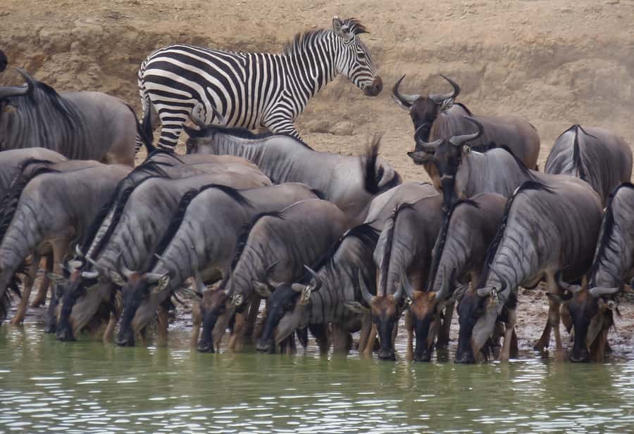 Dar es Salaam: Mikumi National Park Day Trip with Train Ride - Animals and birdlife you can realistically expect in Mikumi