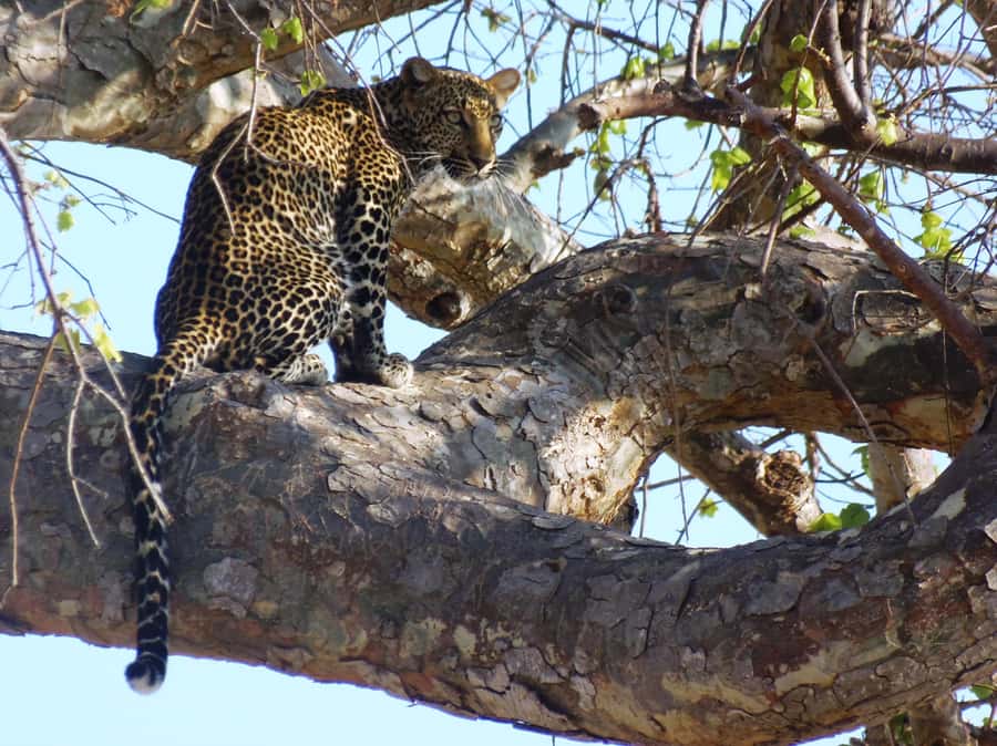 Dar es Salaam: Mikumi National Park Day Trip with Train Ride - Price and value: is $400 per person worth it for a one-day safari?