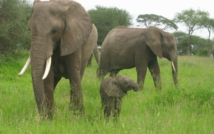 Dar Es Salaam: Overnight Safari at Mikumi National Park - Key points before you go