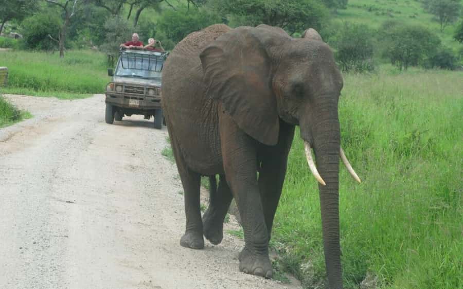 Dar Es Salaam: Overnight Safari at Mikumi National Park - Why Mikumi National Park works for an overnight safari