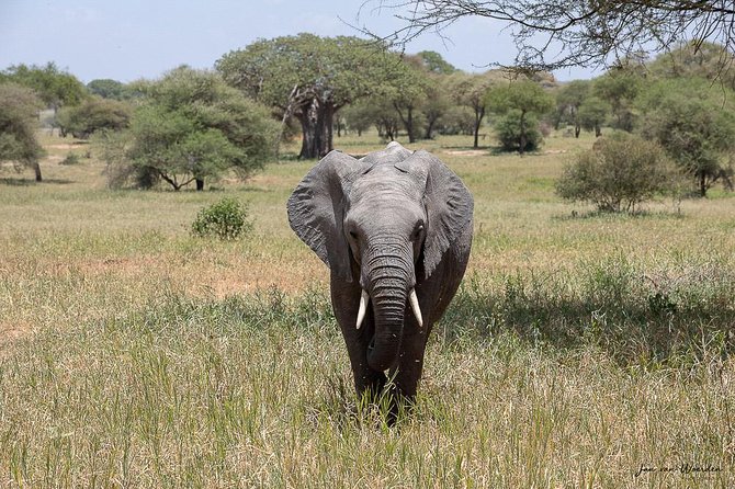 Day 1 Arusha – Lake Manyara National Park - Arusha pickup and the early start that pays off
