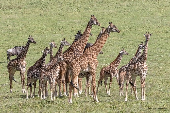 Day 1 Arusha – Lake Manyara National Park - Birding payoff: flamingos, pelicans, cormorants, and friends