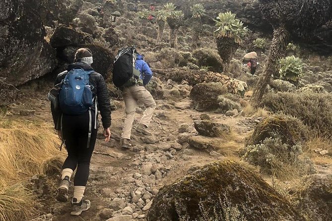 Day Hike to Mount Kilimanjaro (Mandara Hut) - Key things to know before you go