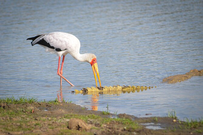 Day Safari Tour Selous Game Reserve - Picnic lunch in the park: where it can actually feel like a safari