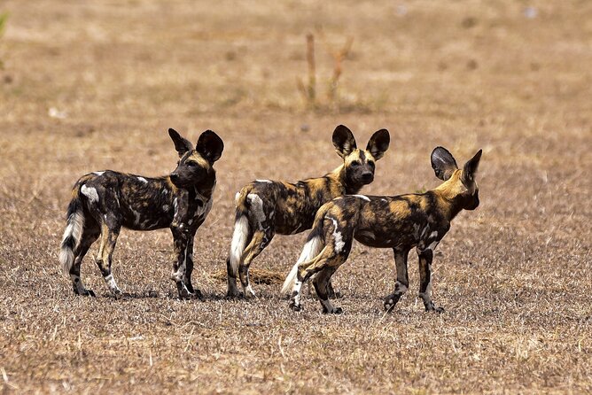 Day Safari Tour Selous Game Reserve - Practical tips for a smoother day drive in Selous/Nyerere