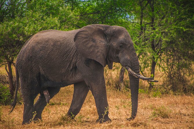 Day Safari Tour to Mikumi National Park - Key Highlights Worth Knowing Before You Go