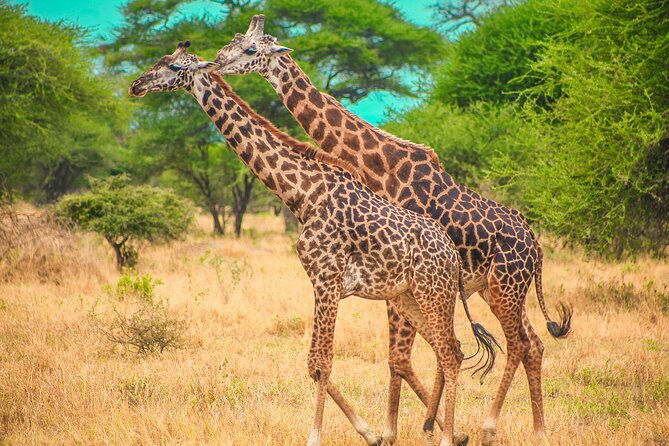 Day Safari Tour to Mikumi National Park - Why Mikumi Works as a Day Safari From Zanzibar