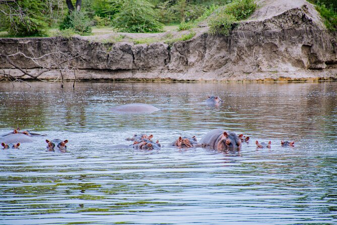 Day Safari Tour to Mikumi National Park - Tamarind Trees, Elephants, and the Giraffe Hours