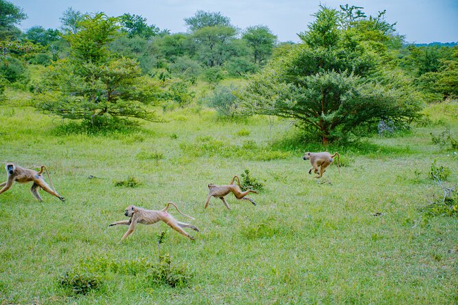 Day Safari Tour to Mikumi National Park - Lunch and the Pace of a 10-Hour Safari Day
