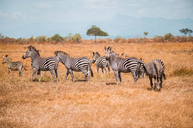Day Safari Tour to Mikumi National Park - The Early Timing and the Short Flight Advantage