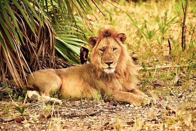Day Safari tour to Selous Game Reserve from Zanzibar - Selous Game Reserve: An 8-Hour Game Drive That Lets Animals Come to You