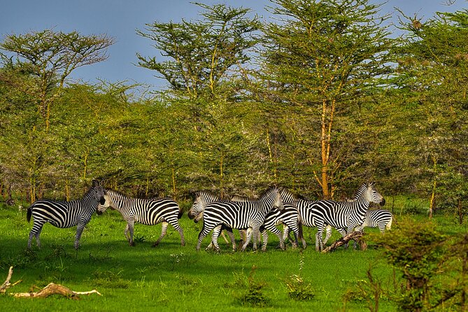 Day Safari tour to Selous Game Reserve from Zanzibar - Wildlife Expectations: Big Mammals, Predators, and Water-Edge Chances