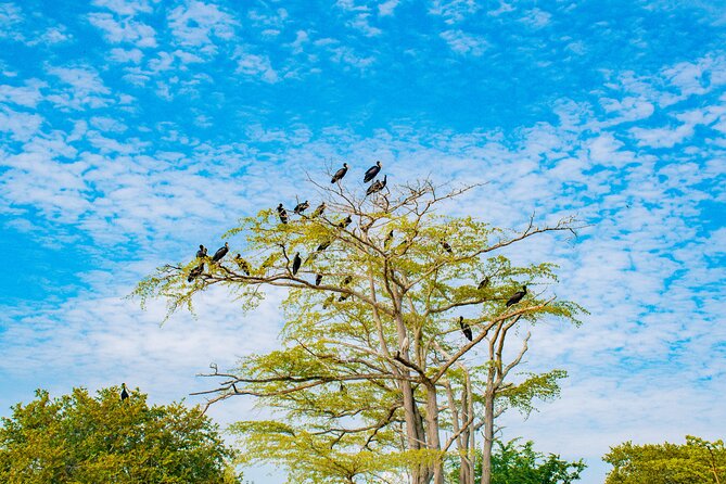 Day Safari tour to Selous Game Reserve from Zanzibar - Price and Value: Is $550 Fair for a One-Day Selous Trip?