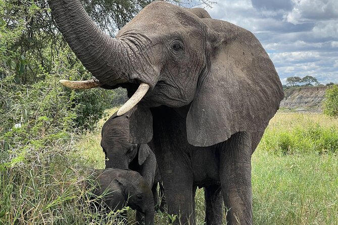Day Tour to Tarangire National Park from Arusha - Key highlights you’ll care about