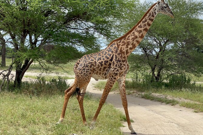 Day Tour to Tarangire National Park from Arusha - Why Tarangire from Arusha makes sense for a one-day safari