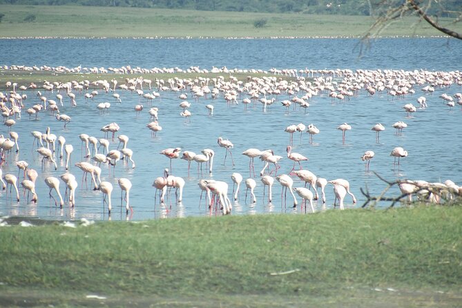 Day Tour to Tarangire National Park from Arusha - What you’re most likely to see: elephants, lions, and the “steady” roster