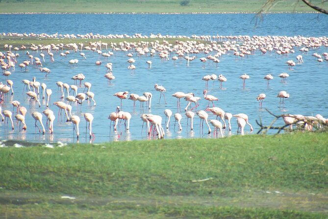 Day Tour to Tarangire National Park from Arusha - The lunch stop and small comforts that make a long day work
