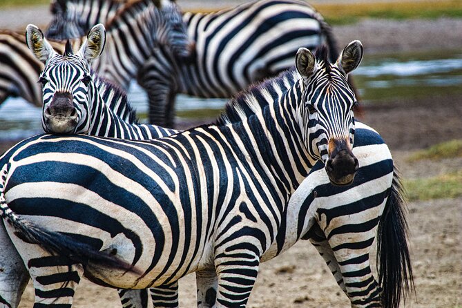 Day Tour to Tarangire National Park from Arusha - Tips for better spotting, especially for cheetahs and leopards